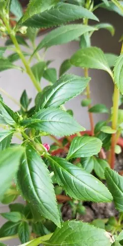 今天早上我去观察凤仙花看到它长出了一些花苞.