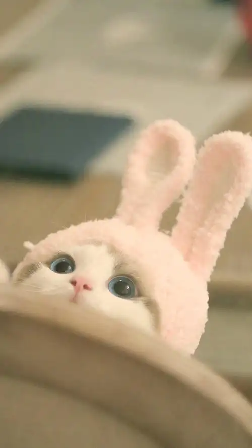 可爱猫咪手机壁纸