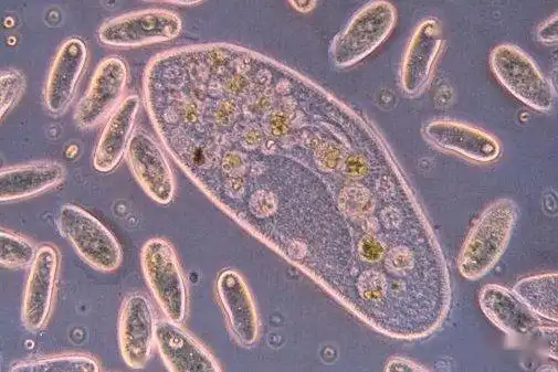 收藏水里常见微生物合集