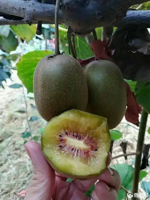 红心猕猴桃 深山中美果之王