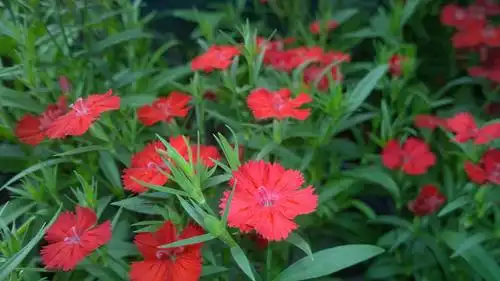 红花绿叶,配得真好