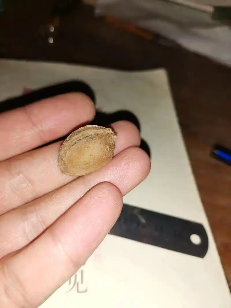 杏核#手工#小鱼 - 抖音