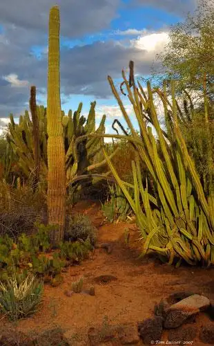 位于亚利桑那州的凤凰城,内有两万种沙漠植物,有些甚至来自非洲