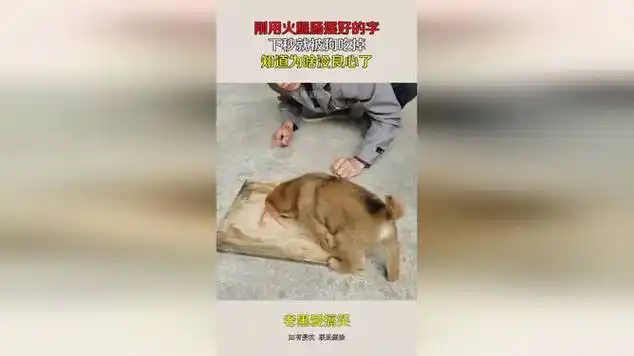 刚用火腿肠摆好的字,下秒就被狗吃掉,知道为啥没良心了!