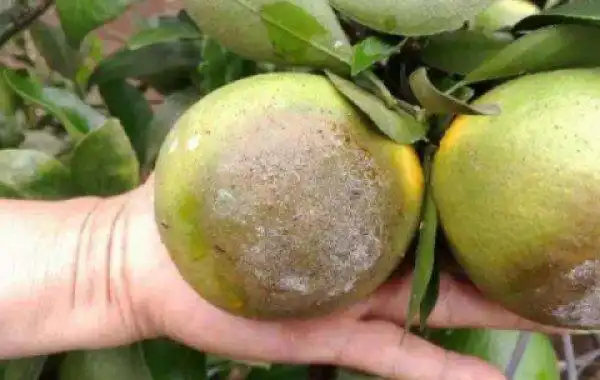 柑橘褐色蒂腐病是什么呢