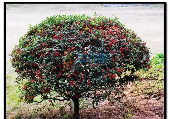 广州红果仔高度12m冠幅12m土球Ф60cm球形价格