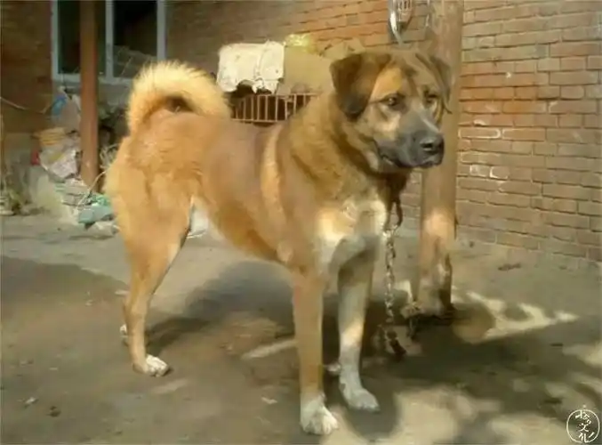 为什么我们瞧不起土狗?