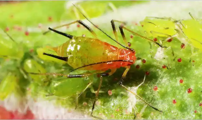 小蚜虫大世界——《常见蚜虫生态图鉴》出版
