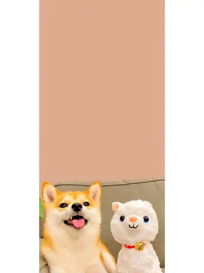可爱柴犬壁纸|聊天背景图|锁屏壁纸 今日份柴犬修勾壁纸请签收!