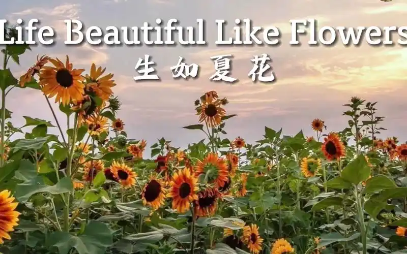 《生如夏花》英文朗诵背景 中英对照字幕