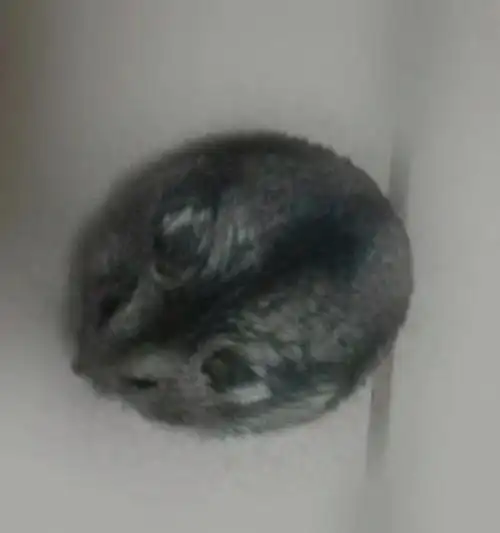 仓鼠  深吸一口,真是太可爱了!