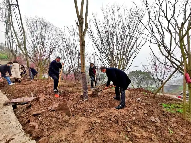 忠县全民义务植树,掀起种树护绿热潮