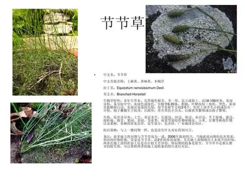 【蓝雨leo】北方常见农田杂草图谱ppt