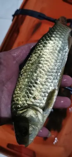 南县也有"芝麻鲫",留大放小