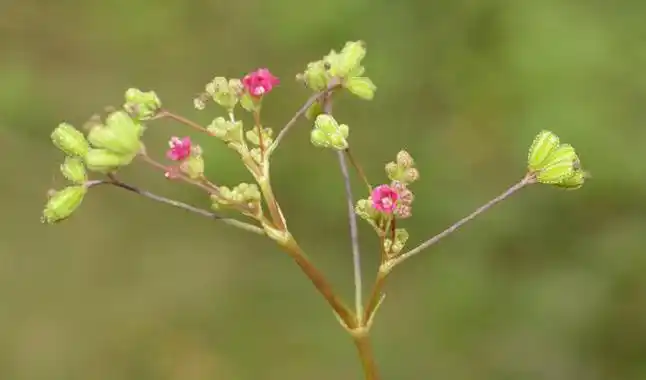 p> b>黄细心属 /b>(学名: i>boerhavia l.