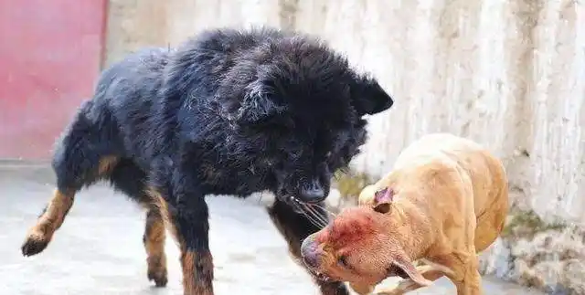 (图)中国的鬼獒,是一种异常凶猛残暴的狗种,其产自于青藏高原,六千年