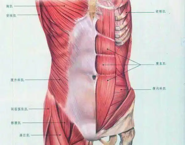 吃点东西小腹就凸起你的核心力量太弱减脂腹部塑形强化腹肌