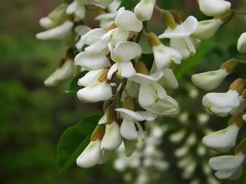 其它 谷雨时节 槐花清香 写美篇洋槐花不仅形态美丽,但更令人不舍的却