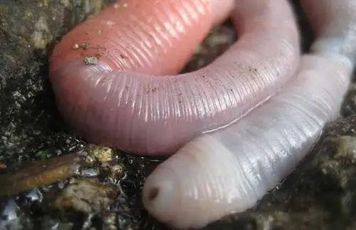 蚯蚓品种图片大全(2)