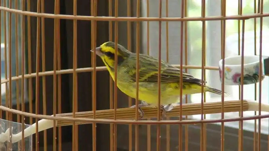 双休在家录制的一段金青鸣叫视频