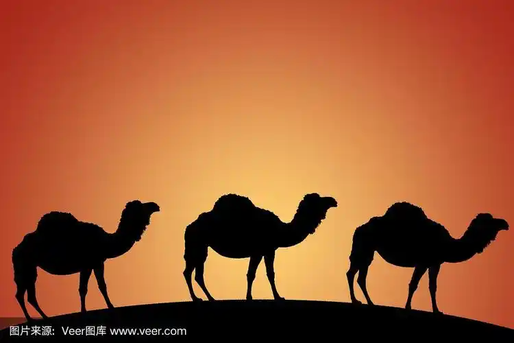 骆驼行走的剪影