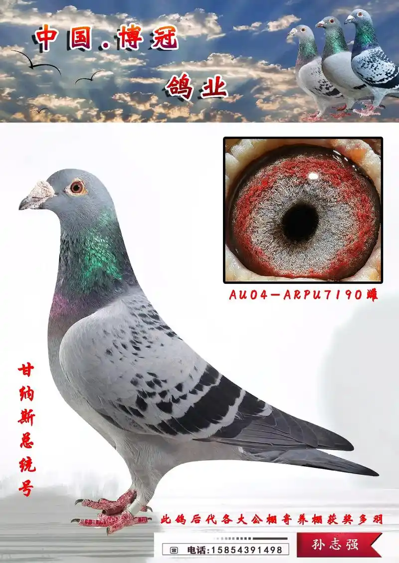 此鸽后代各大公棚寄养棚高位奖无数世界大铭鸽甘纳斯总统号直女超级金
