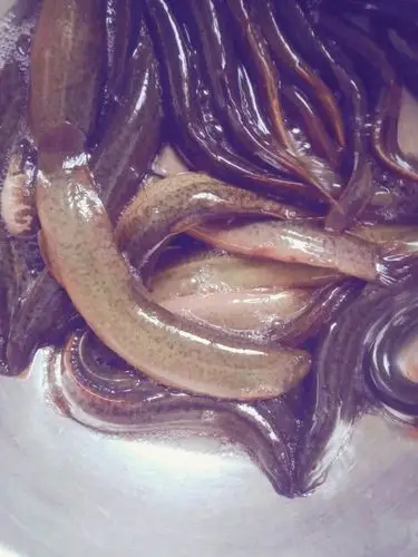 泥鳅鱼和黄鳝鱼混在一起养殖行吗