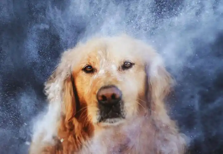 金毛全高清壁纸和背景