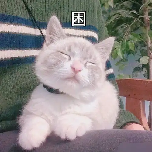 萌宠gif喵星人gif困gif睡觉gif搞怪gif逗gif