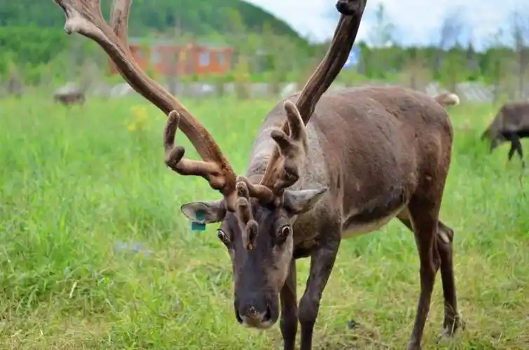 驯鹿被汉族称为"四不像",似马非马,似鹿非鹿,似驴非驴,似牛非牛.