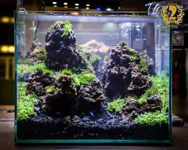 印度尼西亚40cm小缸水草造景比赛作品欣赏