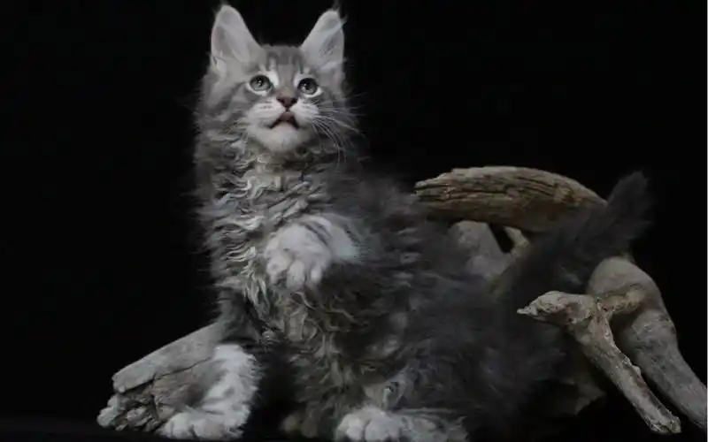 霸气十足的缅因猫蓝虎斑弟弟,居然被一只喵帅到了,这也太讨喜了吧