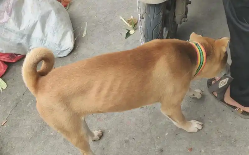 网上买的金钱尾都是假的?哪里能买到好土狗呢?