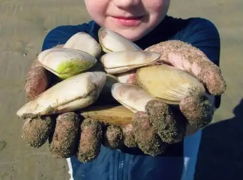 在新西兰没吃过这些海鲜你就亏大了