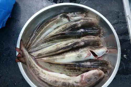 认真做鱼系列80线纹鳗鲶这鱼有毒