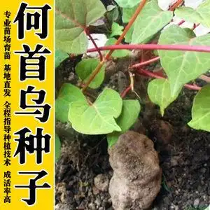 何首乌种子首乌种子 保健乌发 果肉食用 根入药 多花蓼紫乌藤何