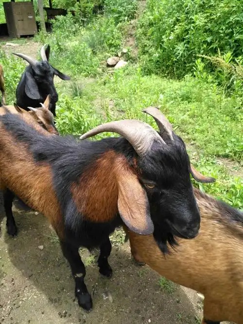 这是南江黄羊,产羊率都高.