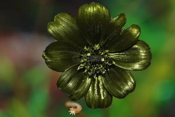 大丽花,绿色,花