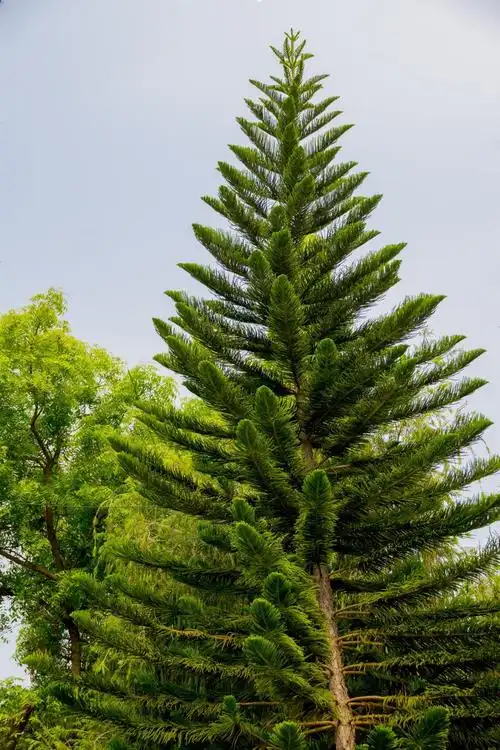 班加罗尔,针叶树,鱼眼视图,树,自然,森林,绿色的颜色