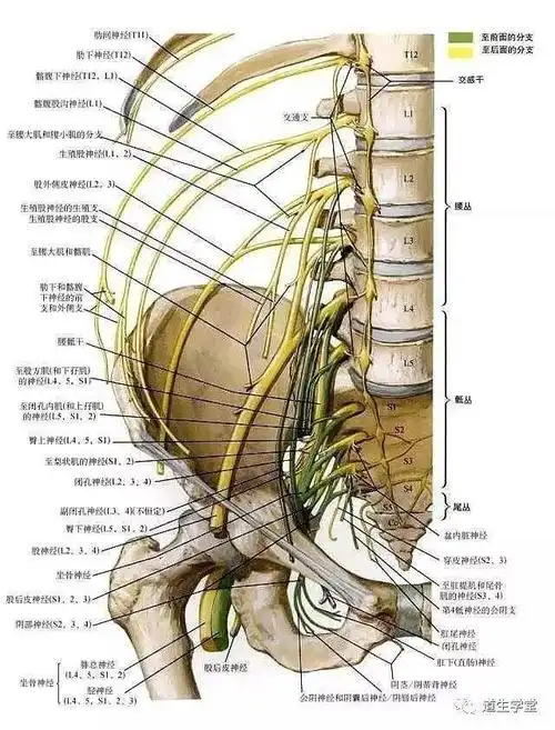 腰1到腰5神经分布区域图 腰4神经腰5神经分布-图片大观-奇异网