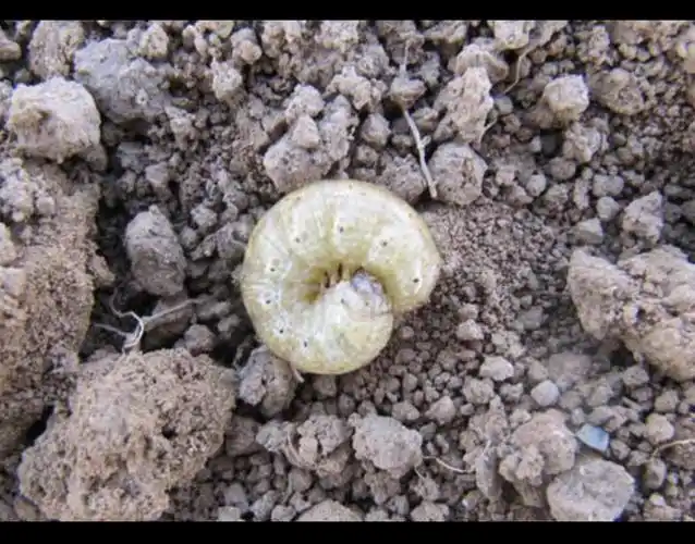 啄木鸟农化大讲堂第十一讲:地老虎国内发生现状?5000万亩.