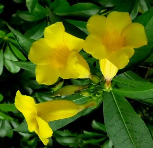 其它 花卉 黄婵的花语 活泼 快乐 希望 写美篇软枝黄蝉与硬枝黄蝉的