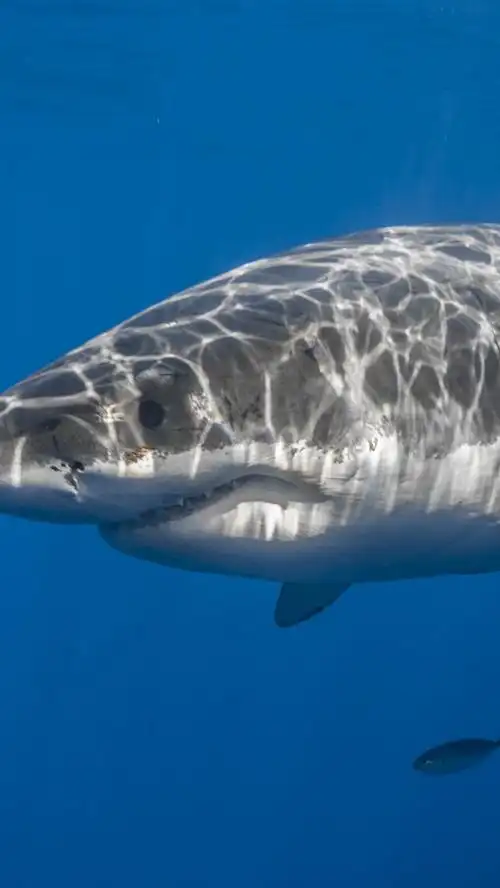 海洋动物,鲨鱼,水下,鱼 iphone 壁纸