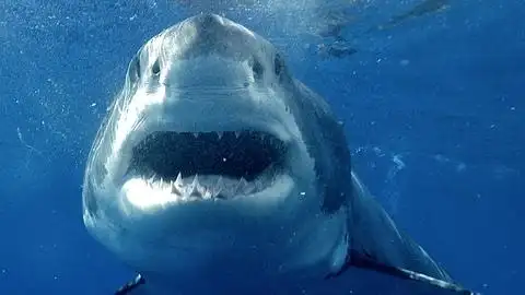 emailfacebooktwittergoogle  wasteful and cruel shark-finning is