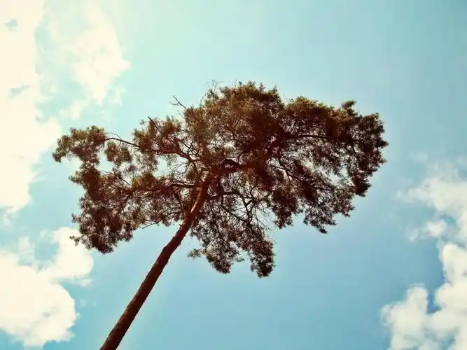 tree,pine,nature,needles,lonely,arid,plant