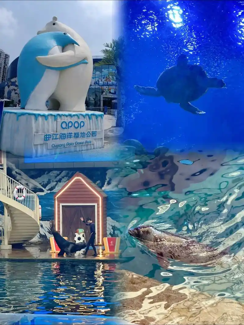 西安曲江海洋极地公园,特惠票来了,想来玩的,建议先囤几张票, - 抖音