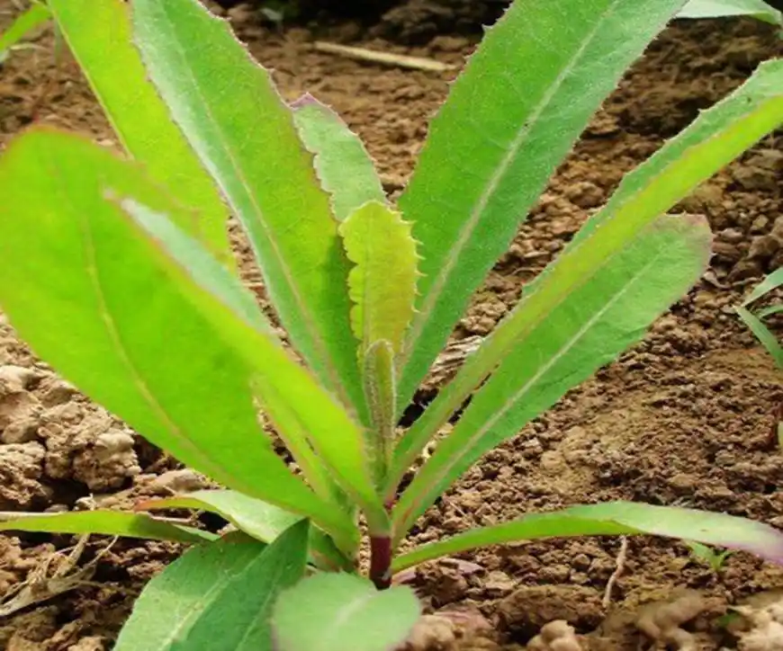 这种植物,叫败酱草,也叫苦菜,甘马菜,老鹳菜,是菊科植物苦定菜的嫩叶.