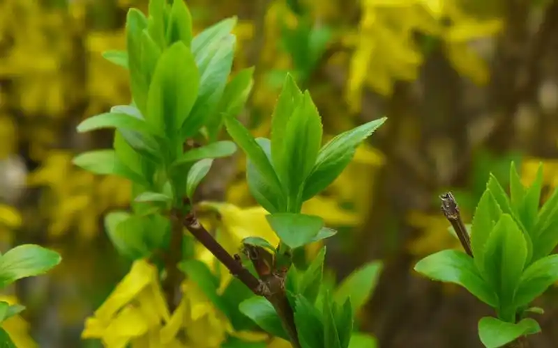 唯美小清新连翘花风景桌面壁纸下载