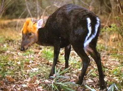 (学名: i>muntiacus crinifrons /i>),别称乌金麂,蓬头麂,红头麂,麂子