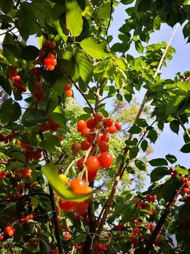 花草树木郁郁葱葱,尤其是院中的这棵樱桃树最为抢眼,碧绿的树叶间一